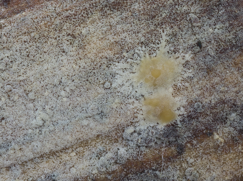 Colacogloea peniophorae